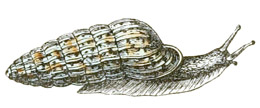 gastropod