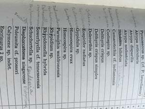 Corrections in pencil to Biostratigraphic studies