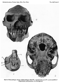 Plate five from Giant early man