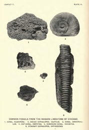 Silurian fossils