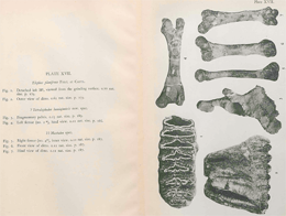 Java fossil mammals